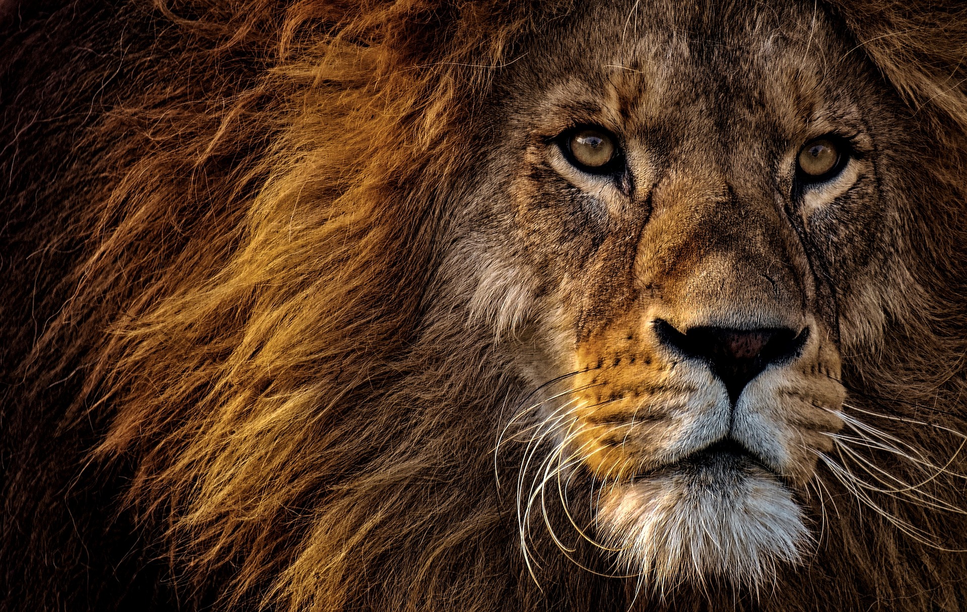 Les bagues lions : l'accessoire tendance pour exprimer sa force intérieure
